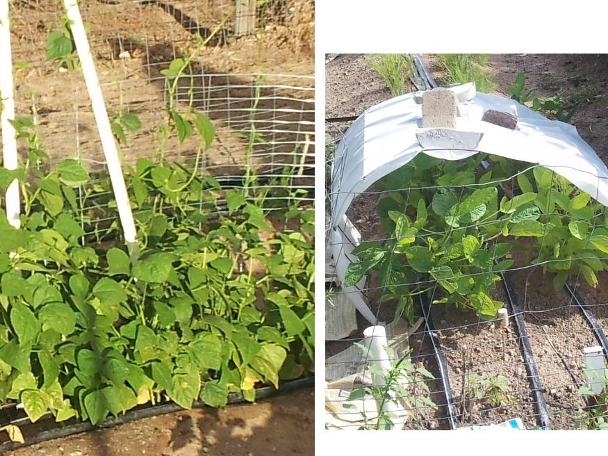 Garden growing - New Mexico.