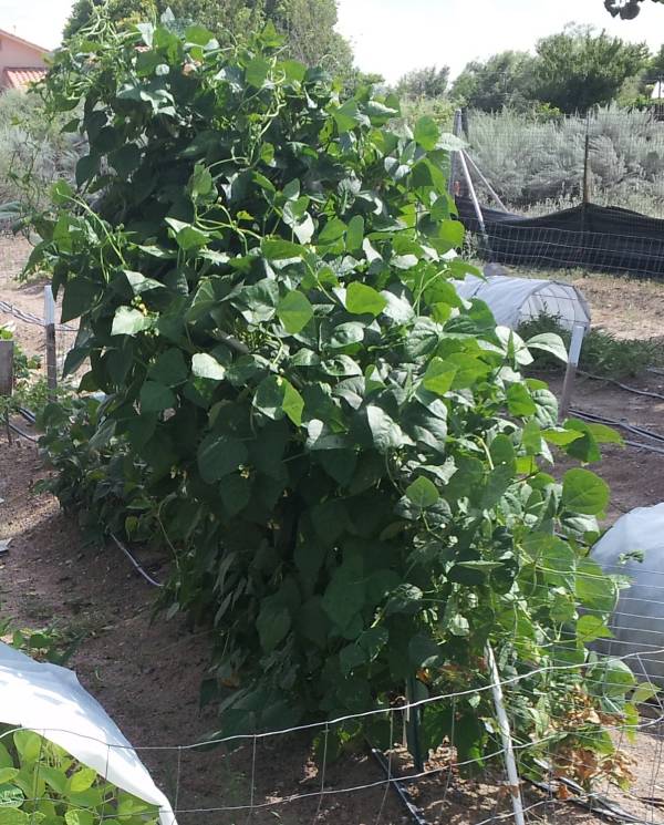 Garden growing - New Mexico.